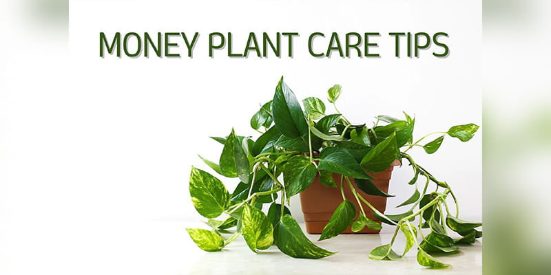 Follow These 10 Easy Tips to Grow and Take Care of Your Money Plant